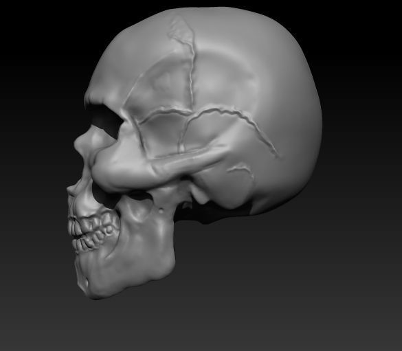 Skull Anatomy Free 3D print model_3