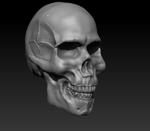 Skull Anatomy Free 3D print model_4