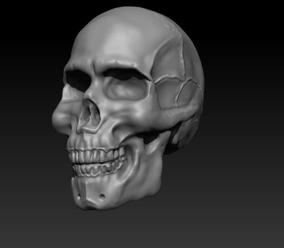 Skull Anatomy Free 3D print model_2