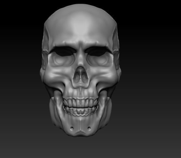 Skull Anatomy Free 3D print model_1
