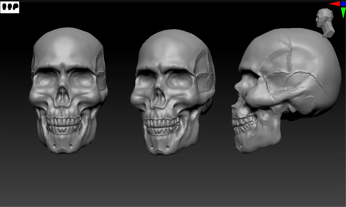 Skull Anatomy Free 3D print model_0