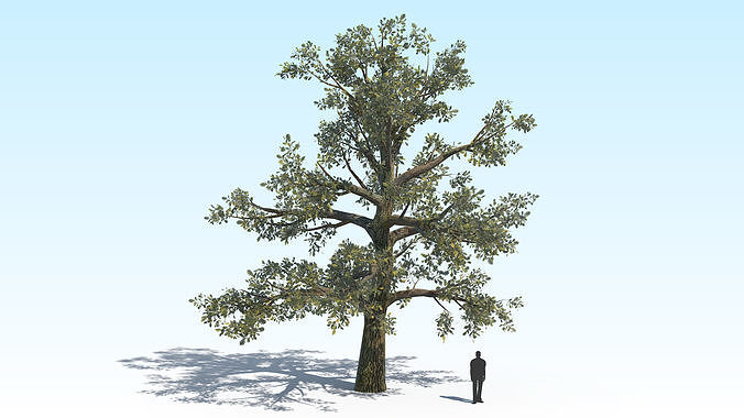 Oak Tree 02 PBR Low-poly 3D model