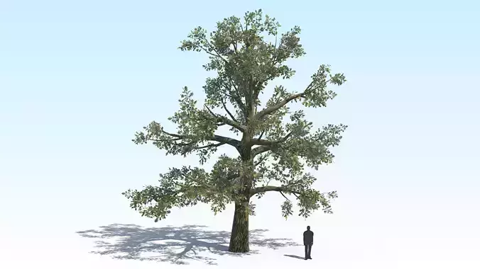 Oak Tree 02 PBR Low-poly 3D model