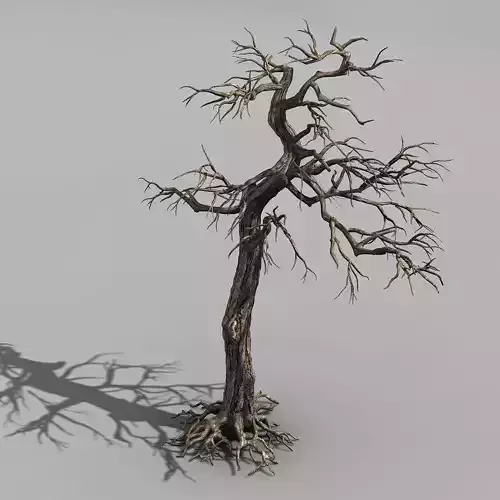 Qianhui Forest-Difu-Dead Tree 002