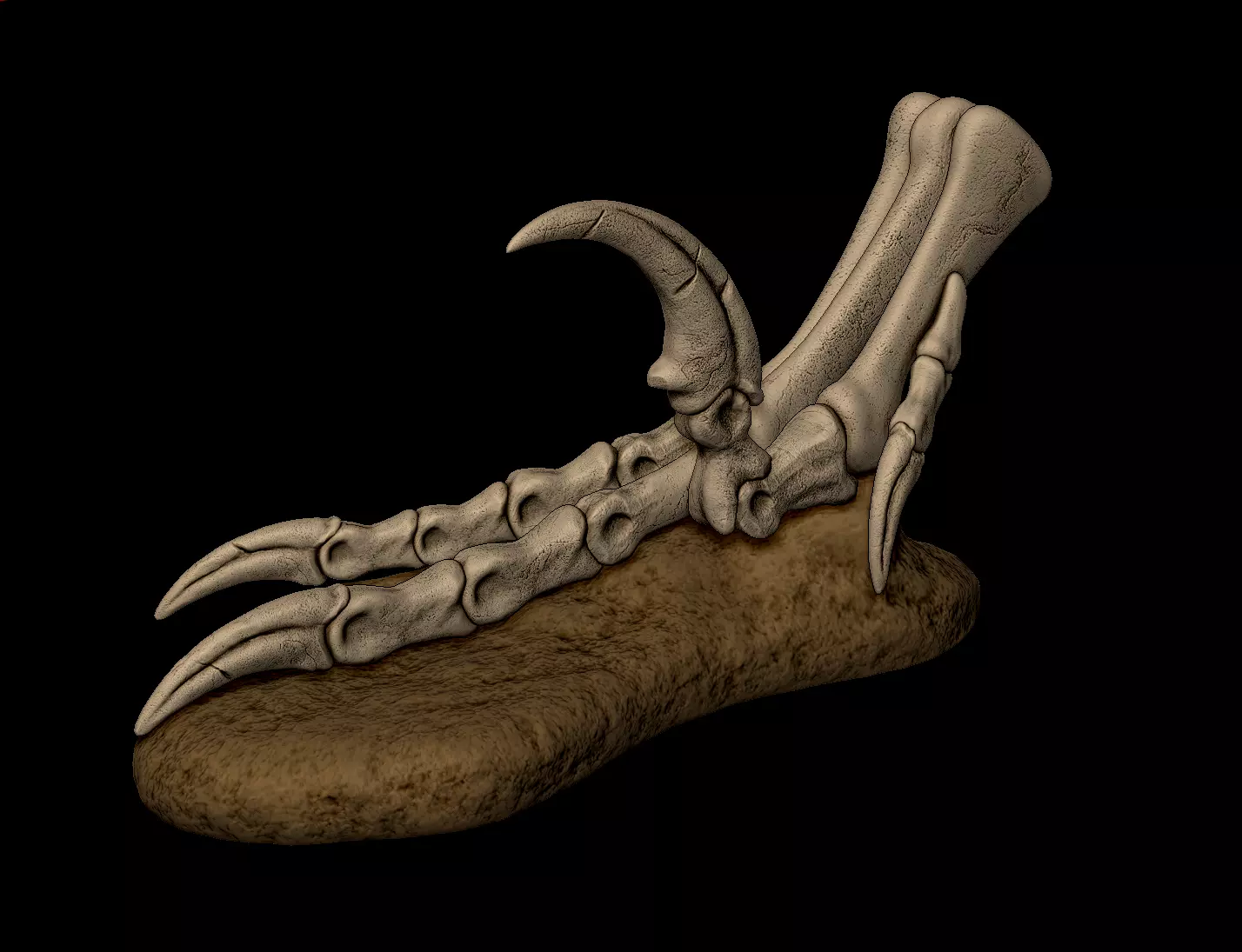 Velociraptor Foot 3D print model 3D print model_0