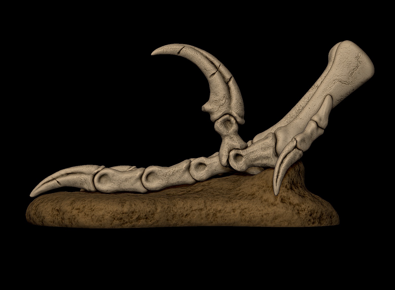 Velociraptor Foot 3D print model 3D print model_2