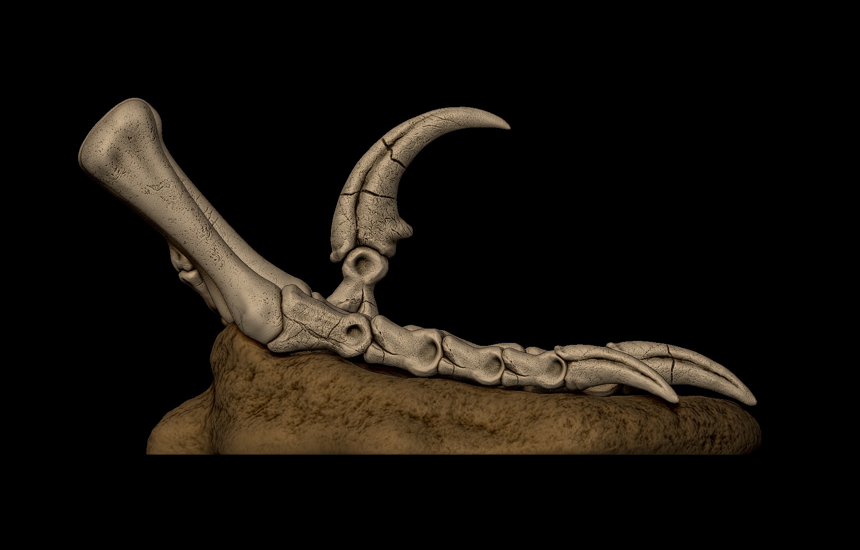 Velociraptor Foot 3D print model 3D print model_4