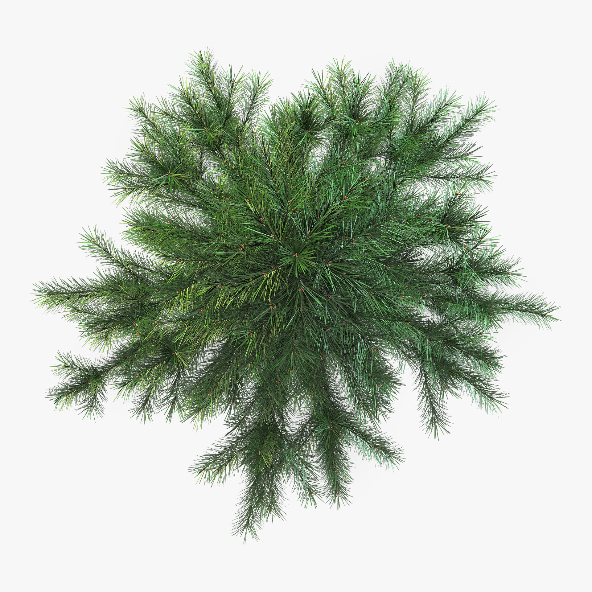 Conifer Tree 150cm v 1 3D model_4