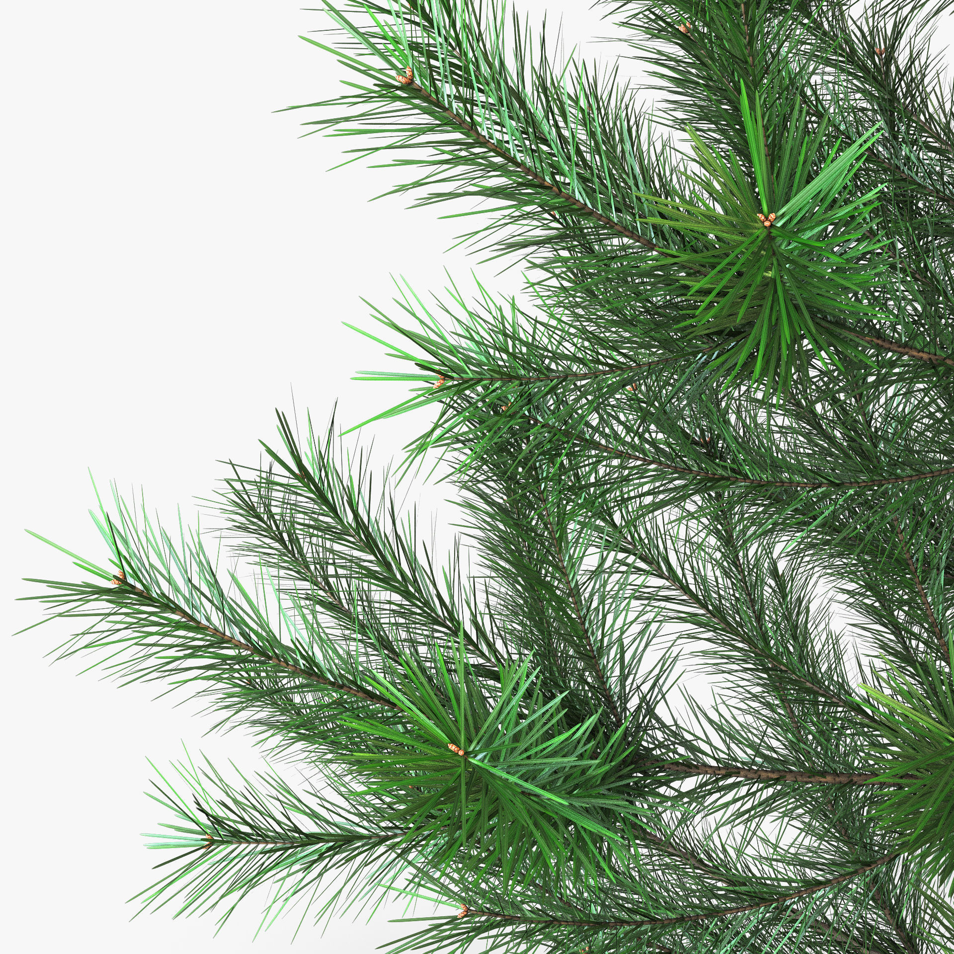 Conifer Tree 150cm v 1 3D model_5