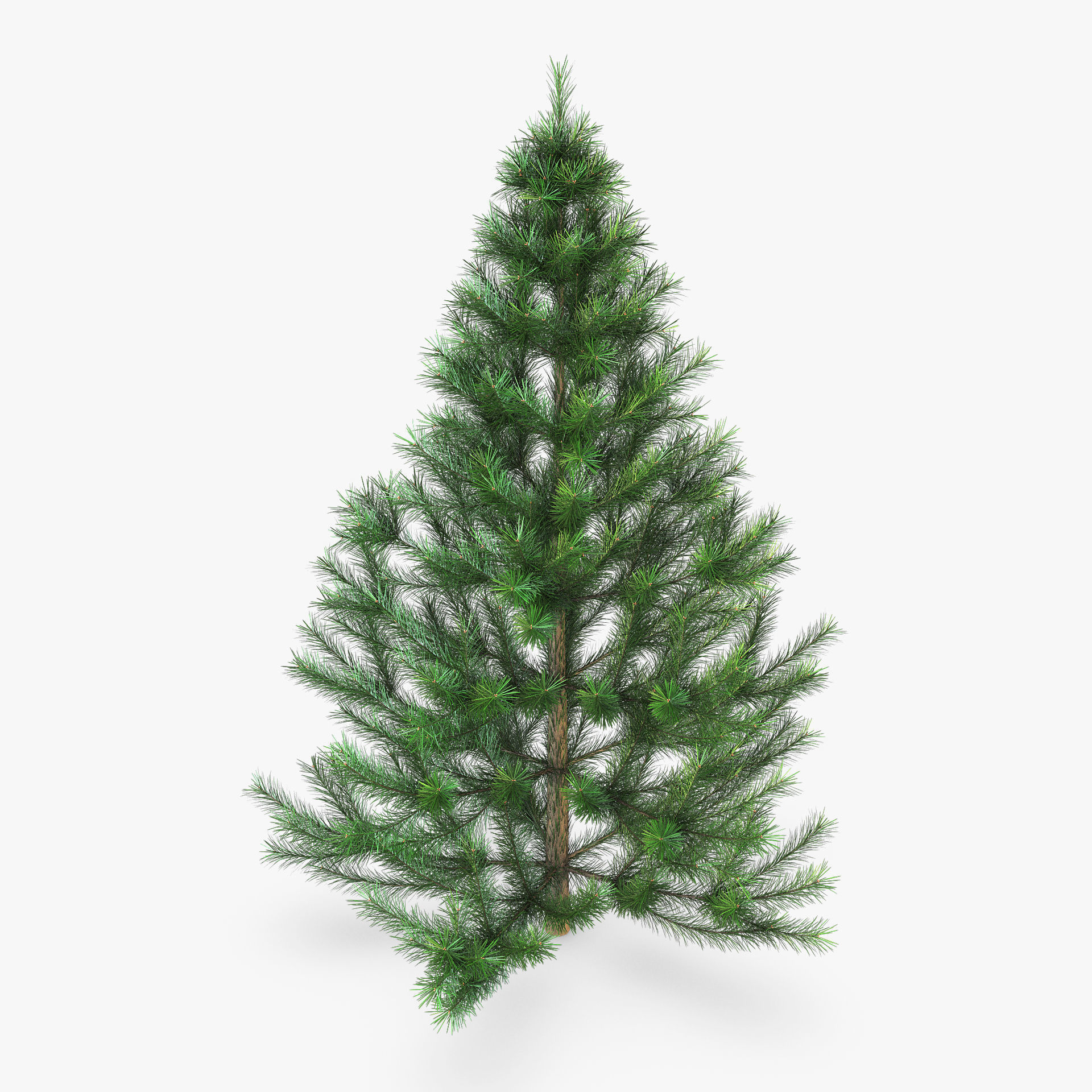 Conifer Tree 150cm v 1 3D model_2