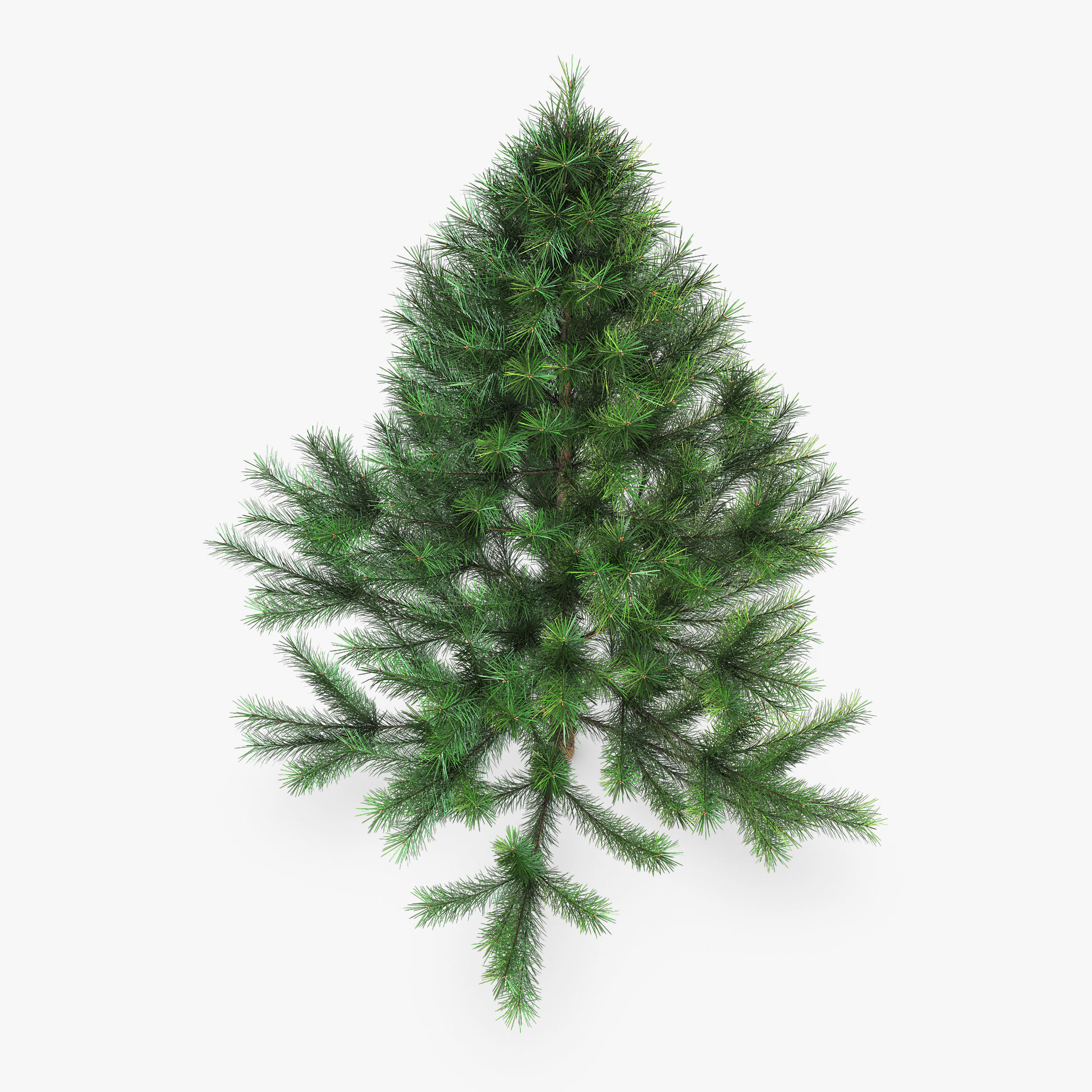 Conifer Tree 150cm v 1 3D model_3