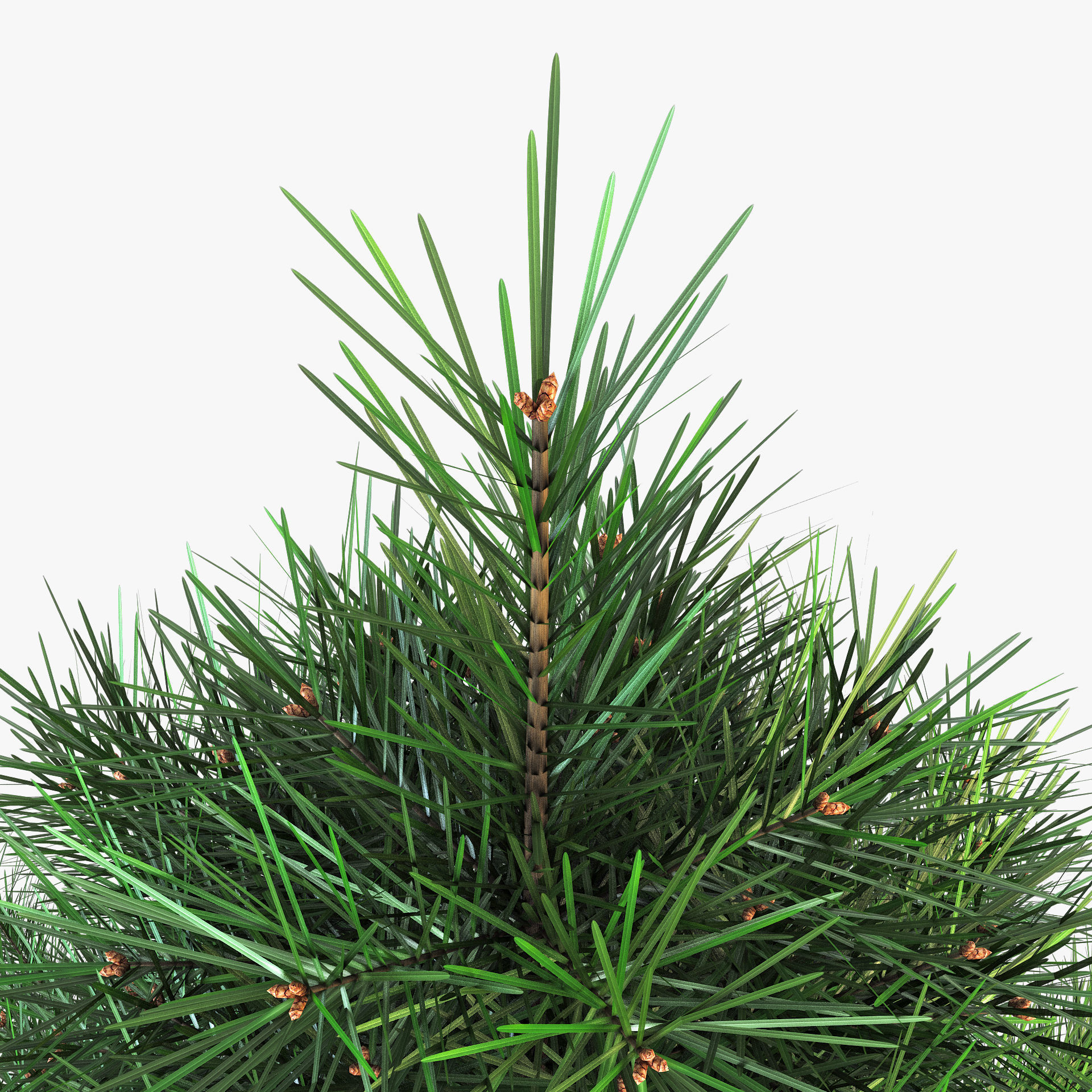 Conifer Tree 150cm v 1 3D model_7