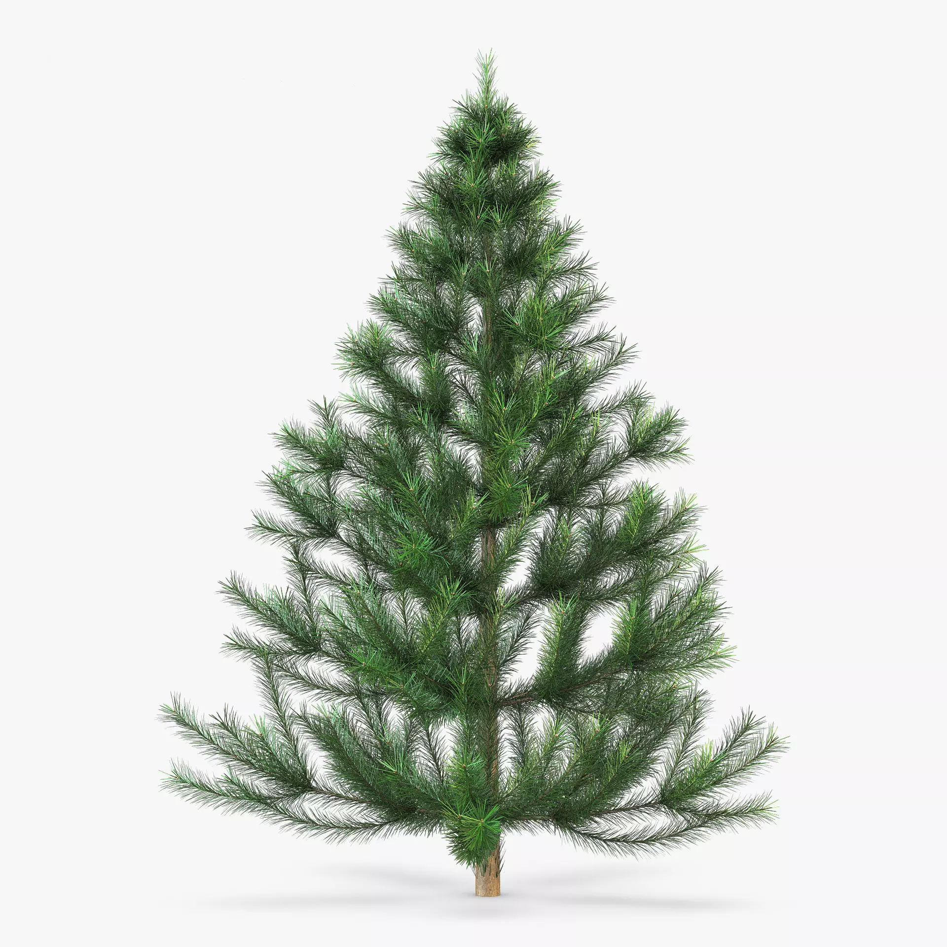 Conifer Tree 150cm v 1 3D model_0
