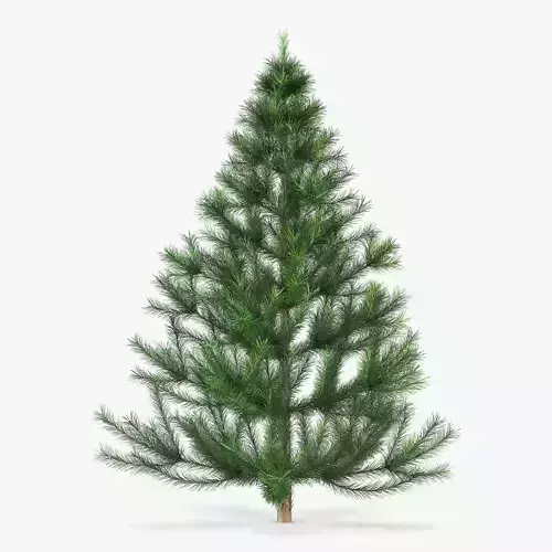 Conifer Tree 150cm v 1 3D model Conifer Tree 150cm v 1 3D model