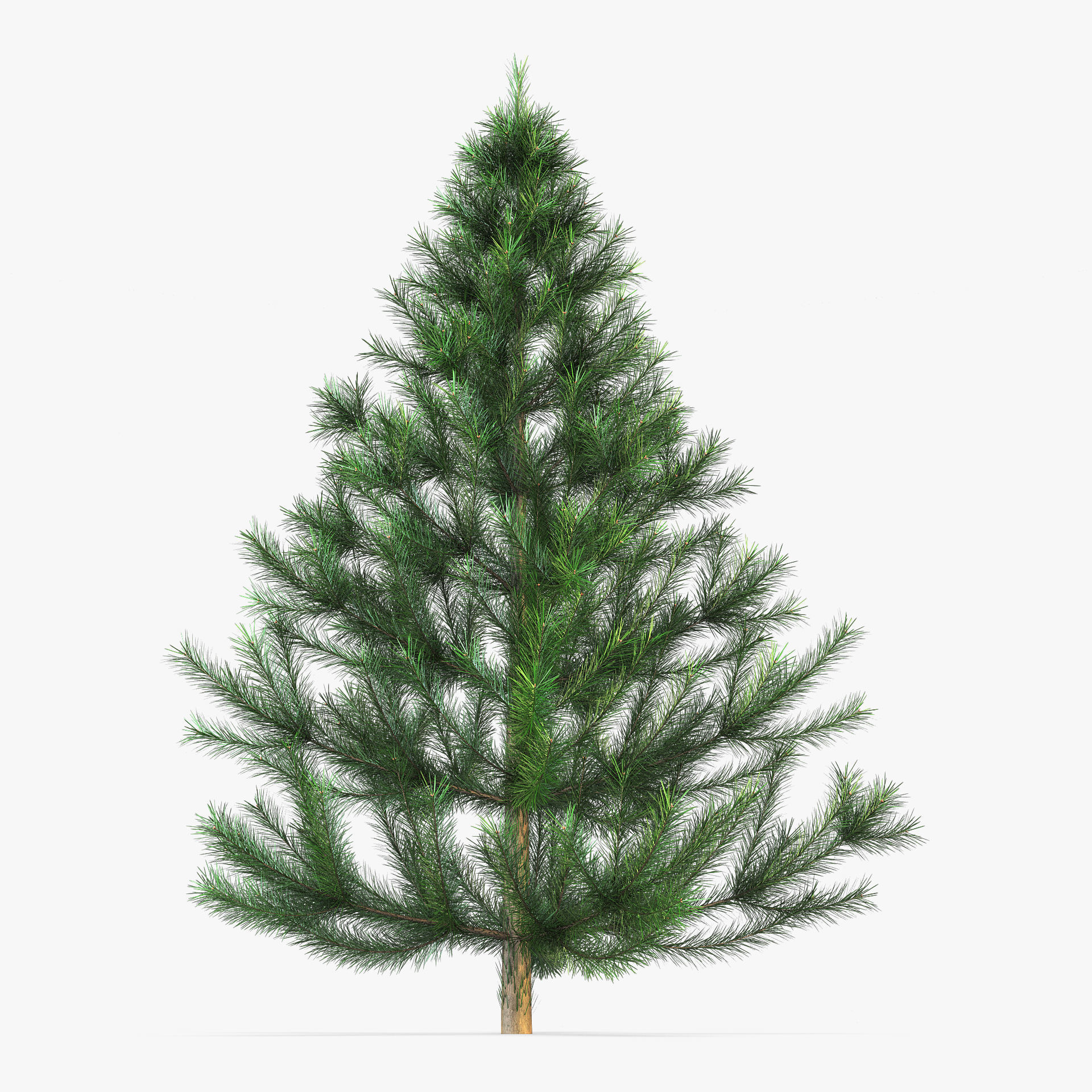 Conifer Tree 150cm v 1 3D model_1
