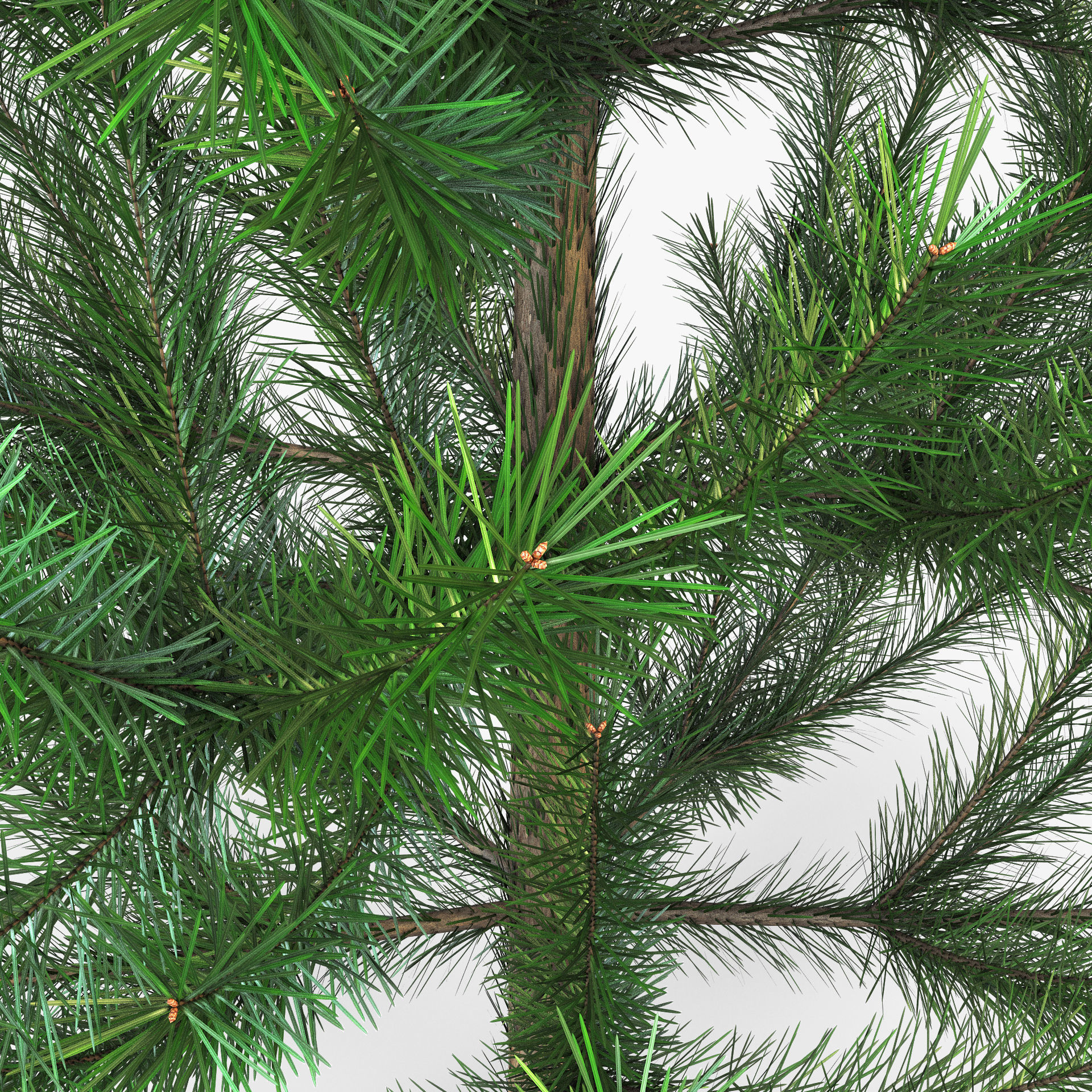 Conifer Tree 150cm v 1 3D model_6