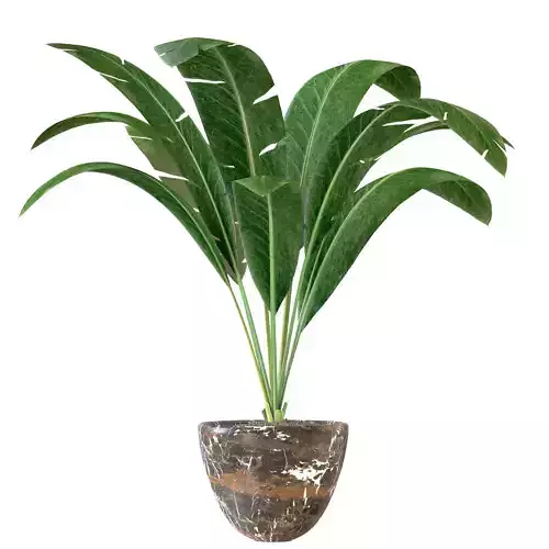 Interior Banana Plant