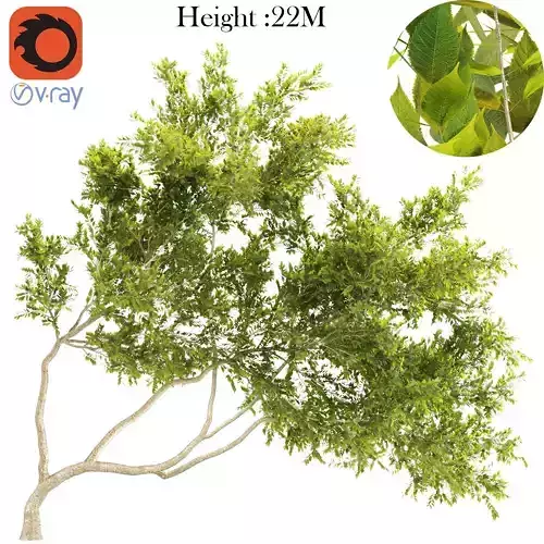 Alder tree 3D model