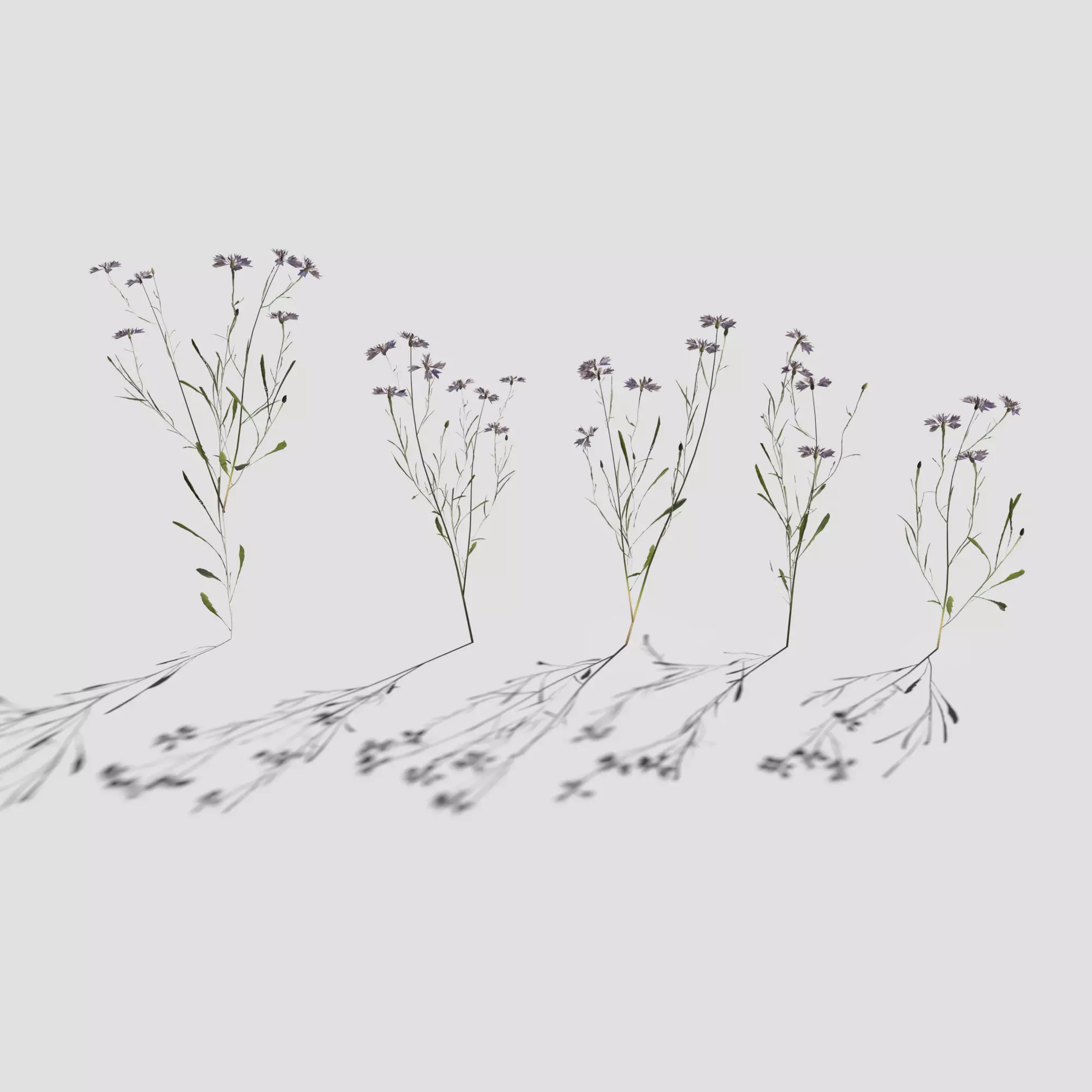 Cornflower Pack 3D model