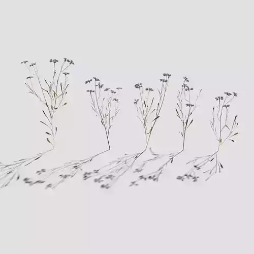 Cornflower Pack 3D model