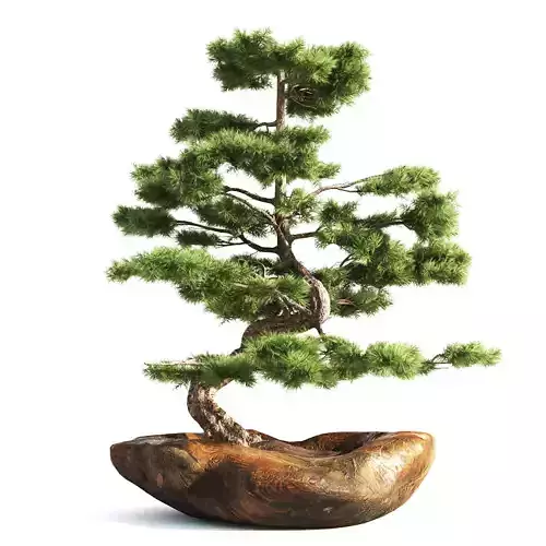 bonsai tree