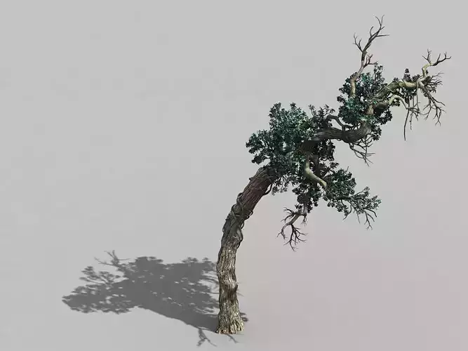 Qianhui Forest-Difu-Vine Tree 051