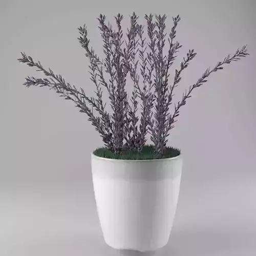 Decorative lavender