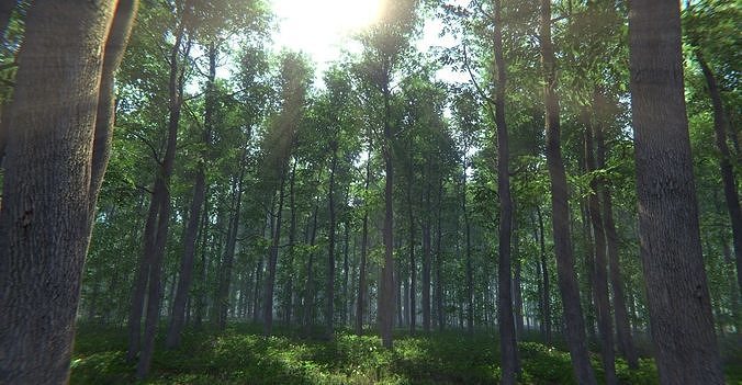 Nature Package - Forest Environment Unity Low-poly 3D model 5