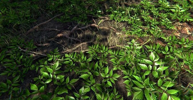 Nature Package - Forest Environment Unity Low-poly 3D model 2