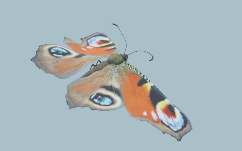 Peacock Butterfly 3D model_9
