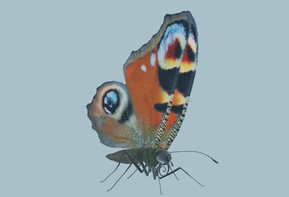 Peacock Butterfly 3D model_1