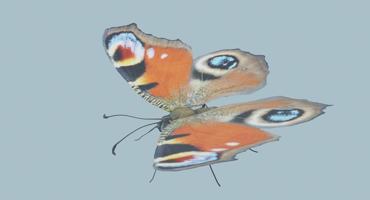 Peacock Butterfly 3D model_2