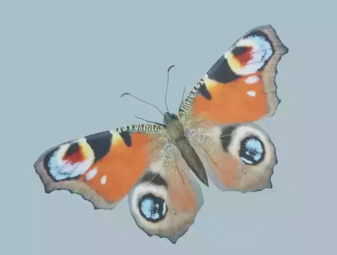 Peacock Butterfly 3D model
