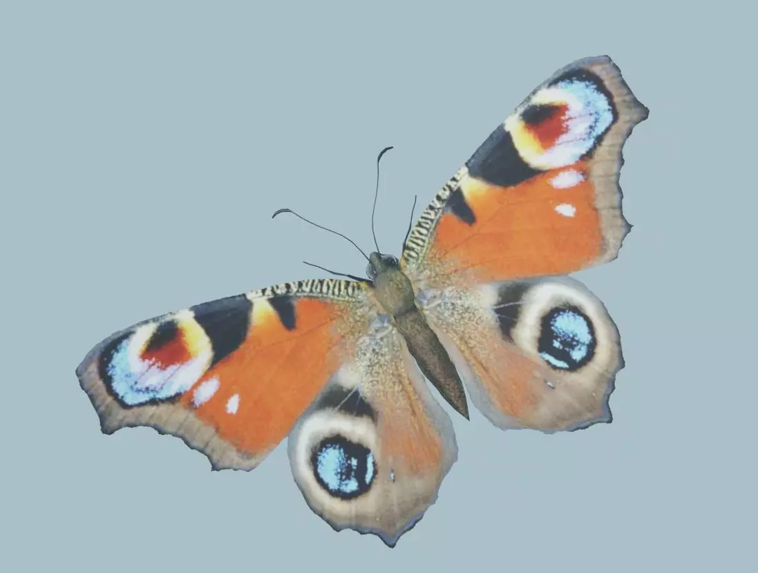 Peacock Butterfly 3D model_0