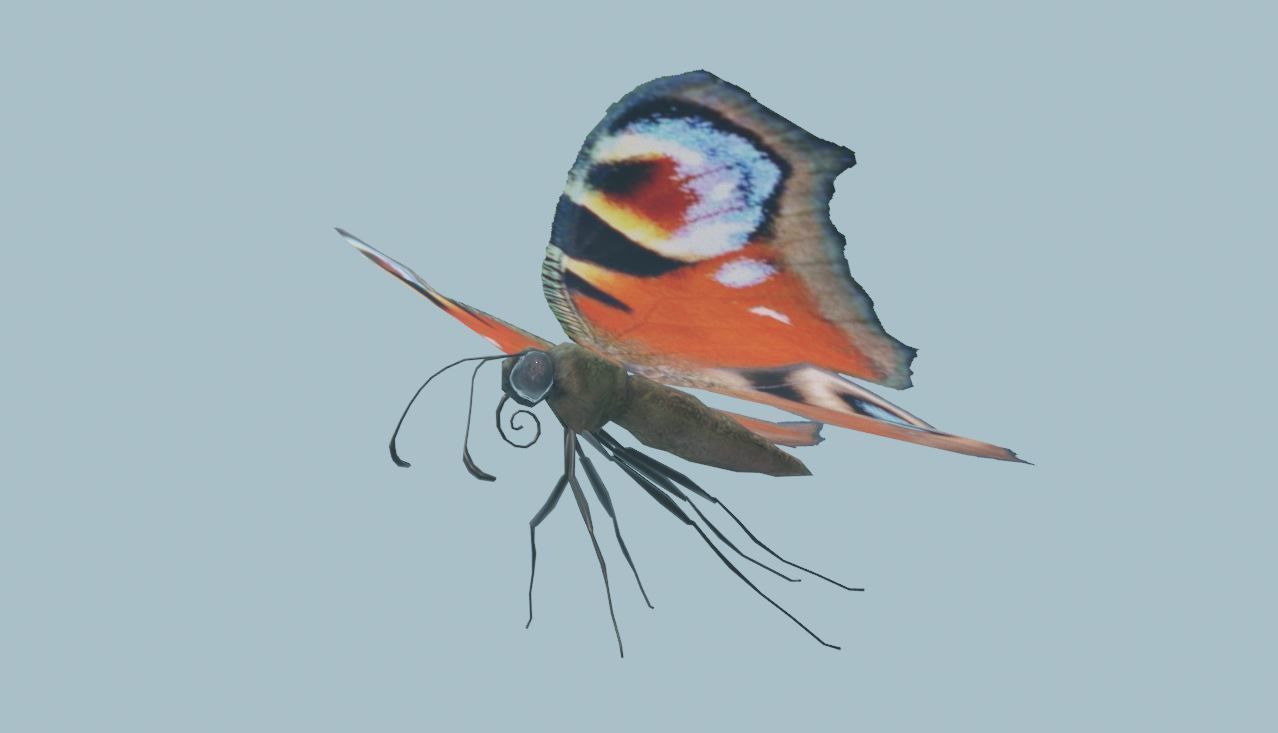 Peacock Butterfly 3D model_5
