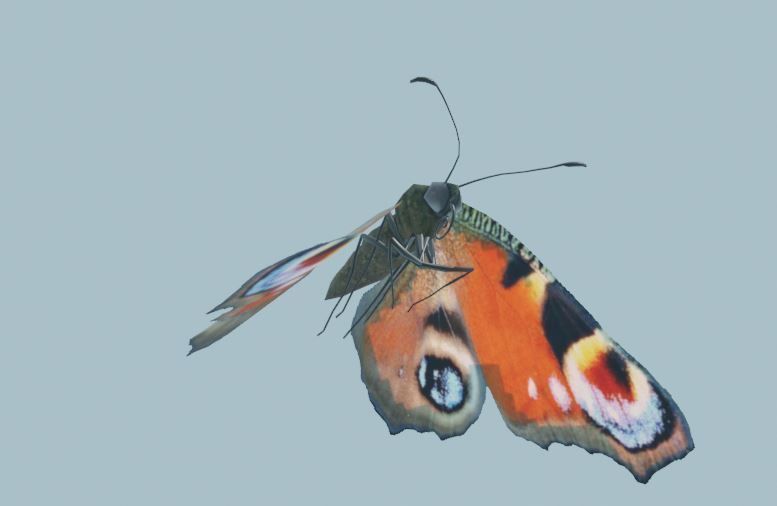 Peacock Butterfly 3D model_7