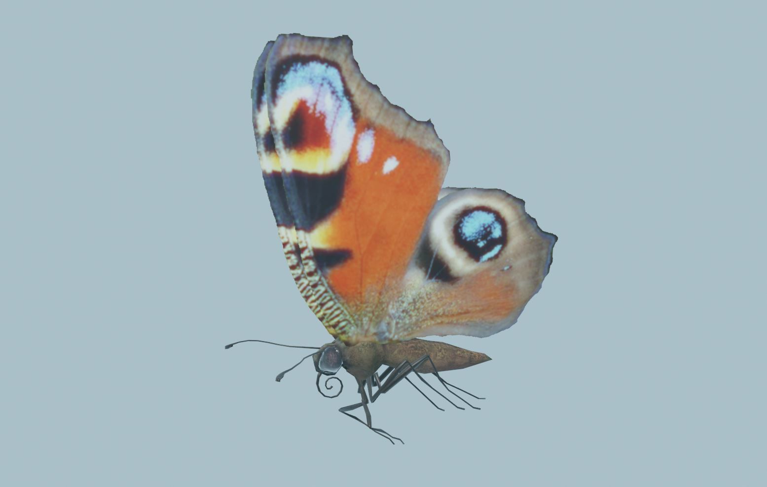 Peacock Butterfly 3D model_11