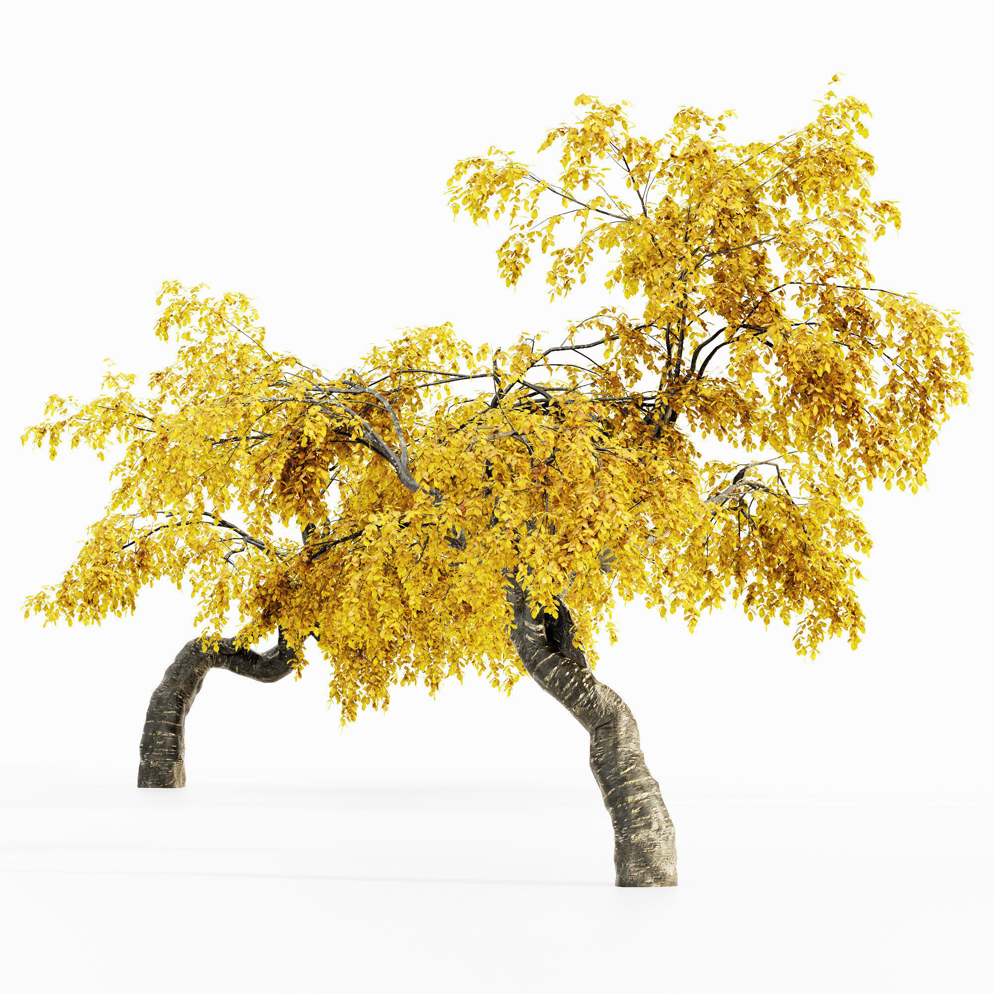 Cherry Fall tree collection 5 trees in the scene 3D model_1