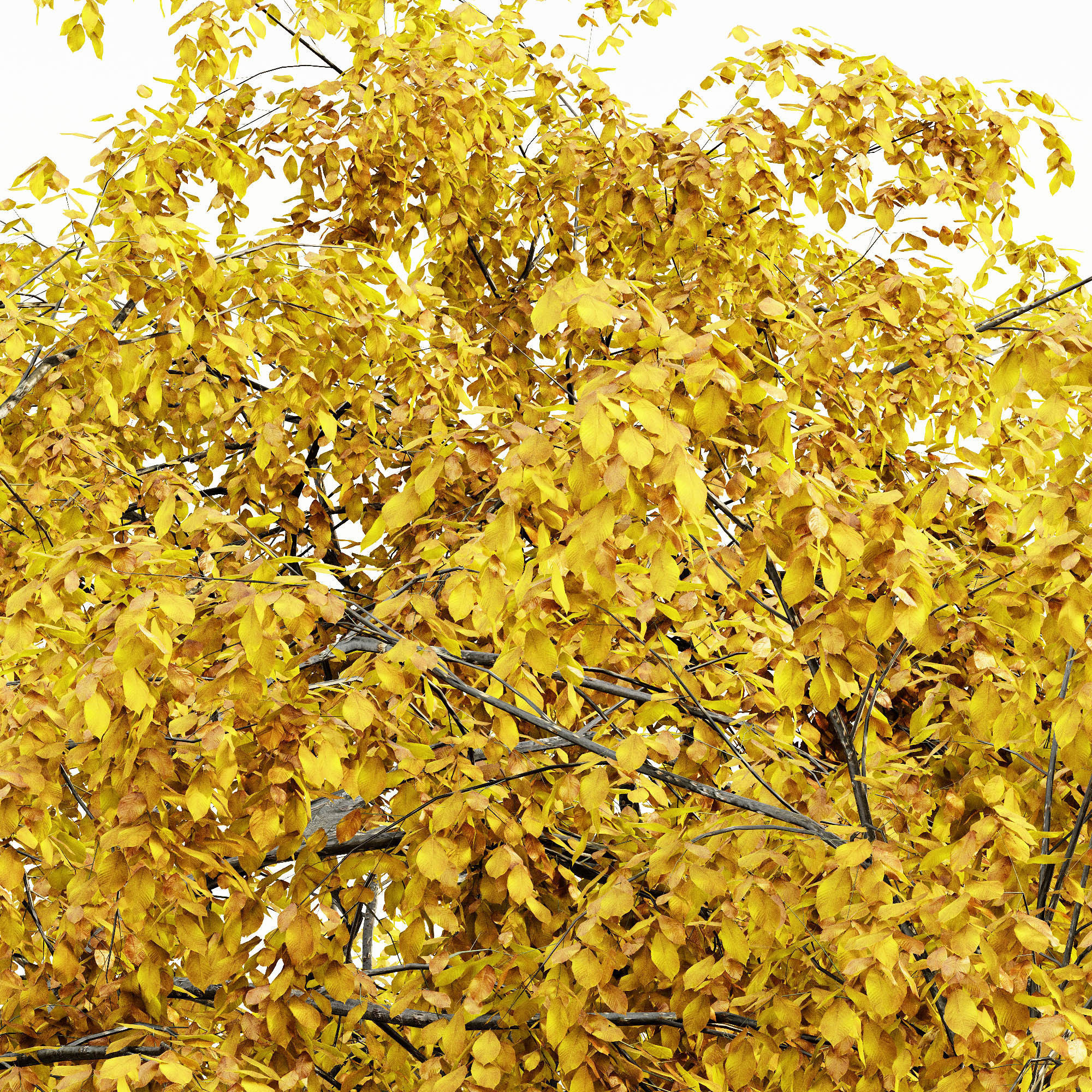 Cherry Fall tree collection 5 trees in the scene 3D model_2