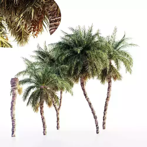 Date palm collection 5 trees in the scene 3D model