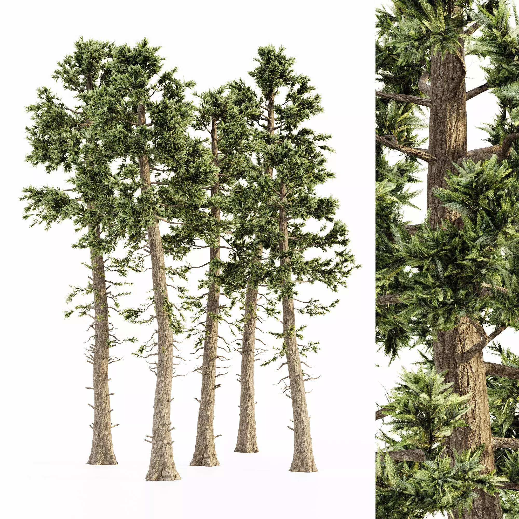Douglas Fir tree collection 5 trees in the scene 3D model