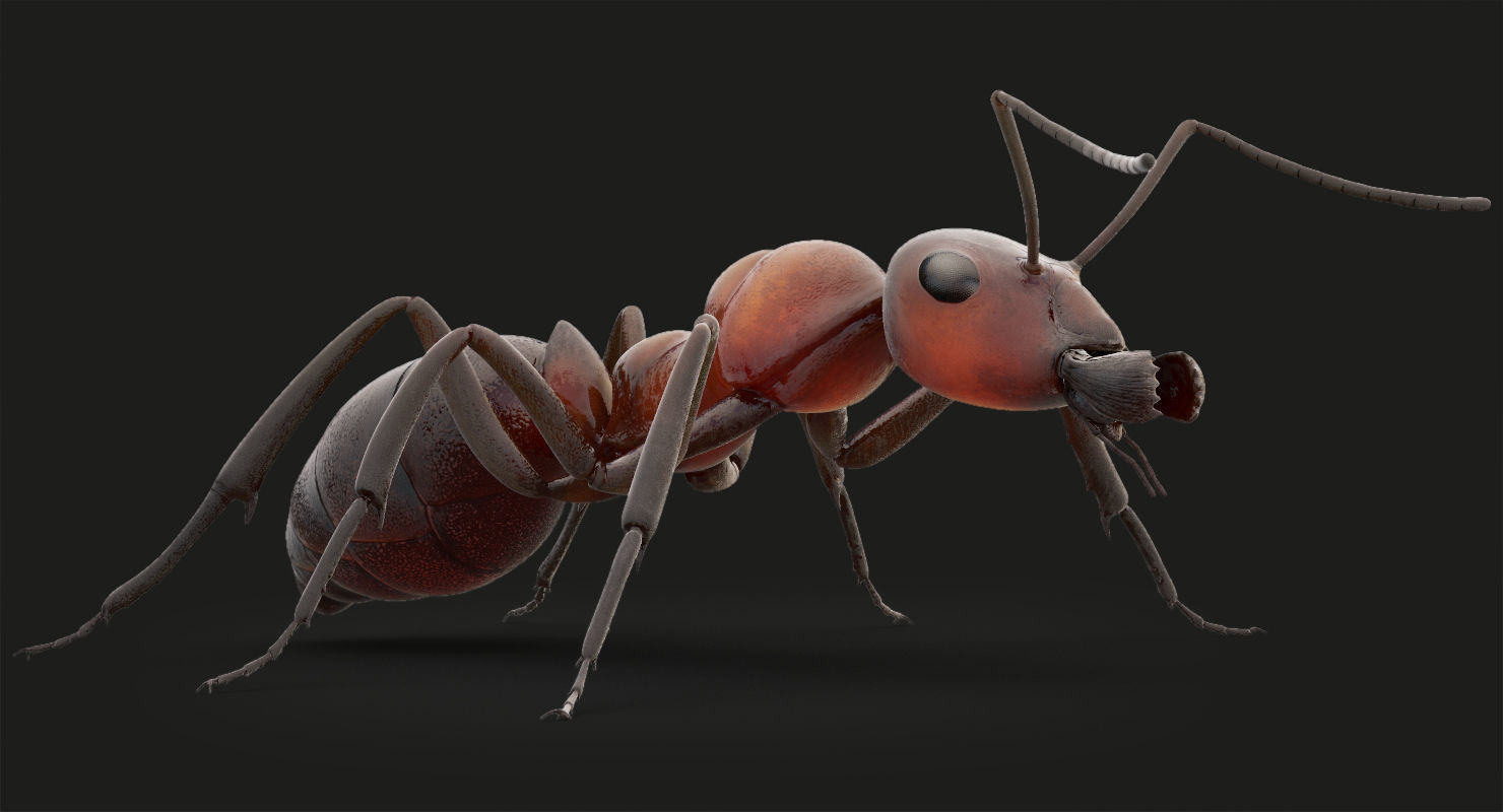 Animated Ant 3D model Low-poly 3D model_9