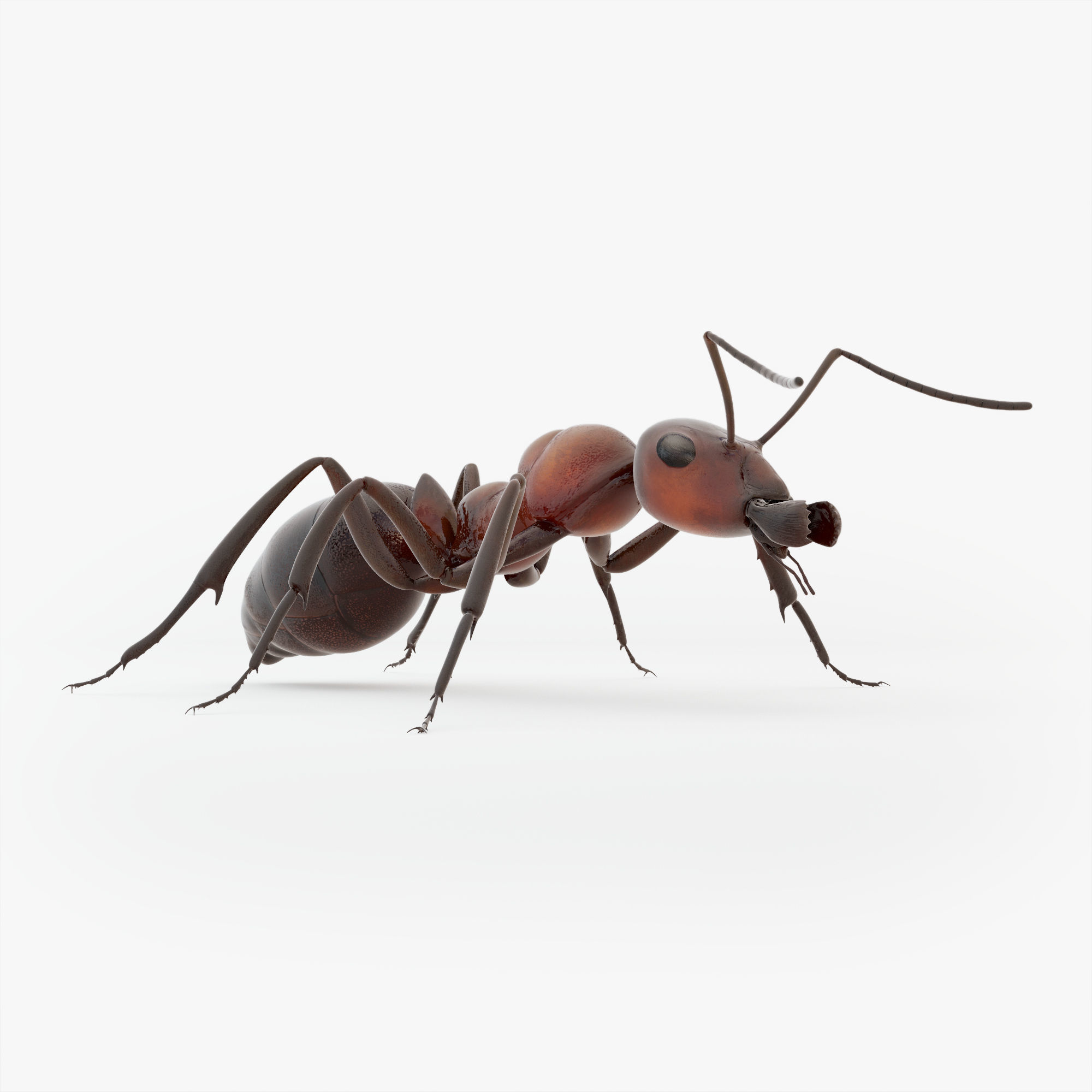 Animated Ant 3D model Low-poly 3D model_22