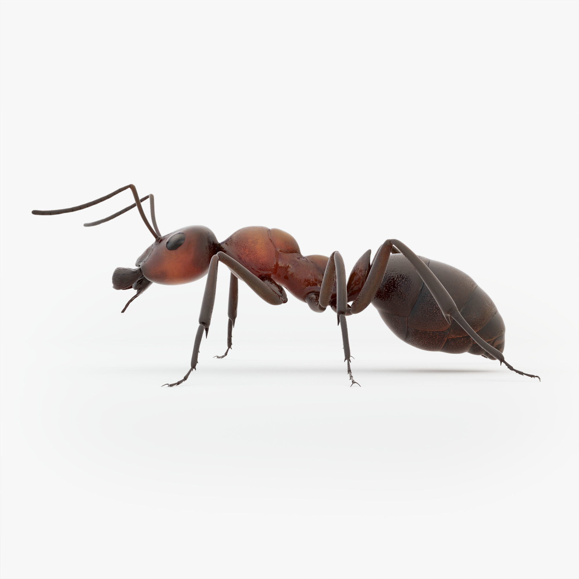 Animated Ant 3D model Low-poly 3D model_14