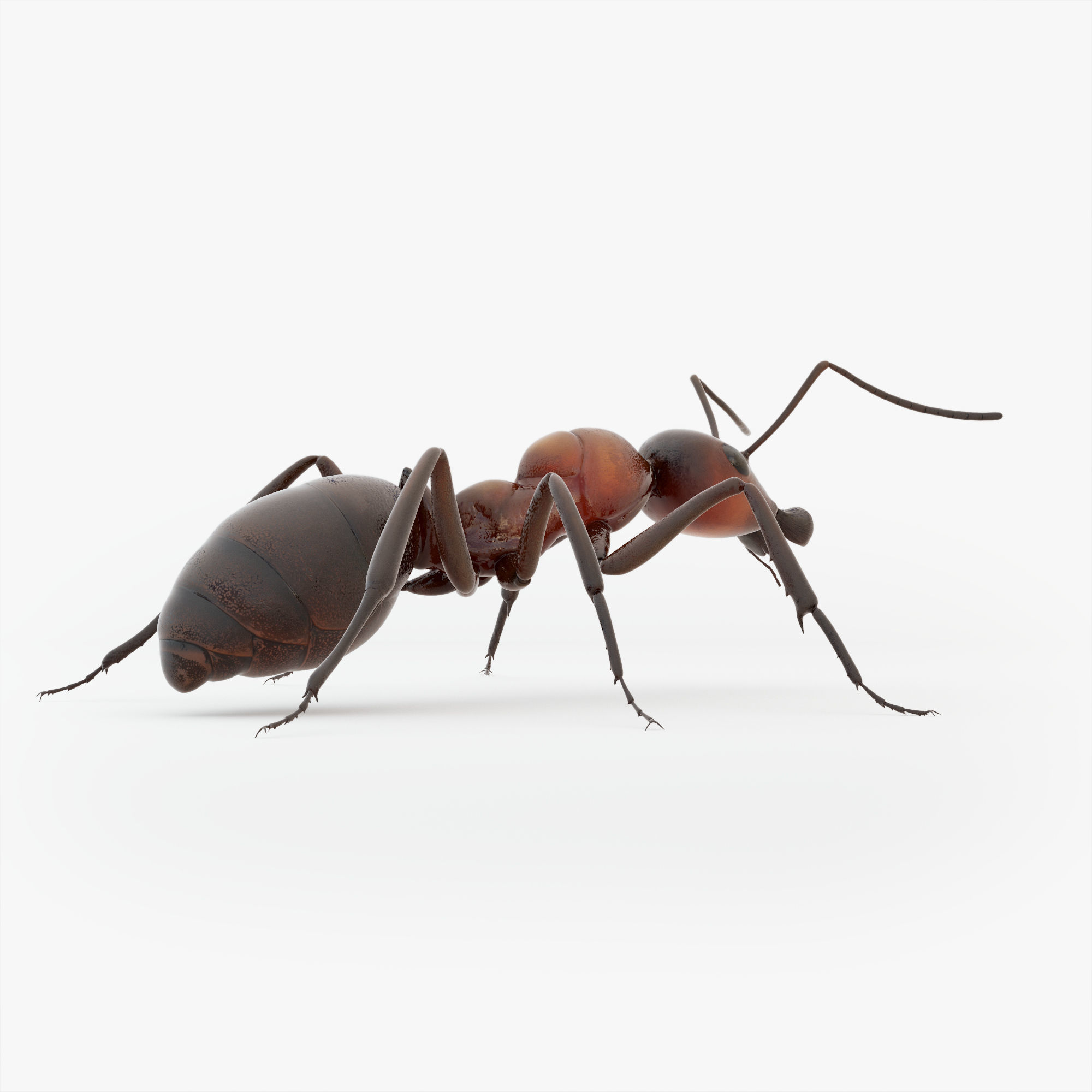 Animated Ant 3D model Low-poly 3D model_11