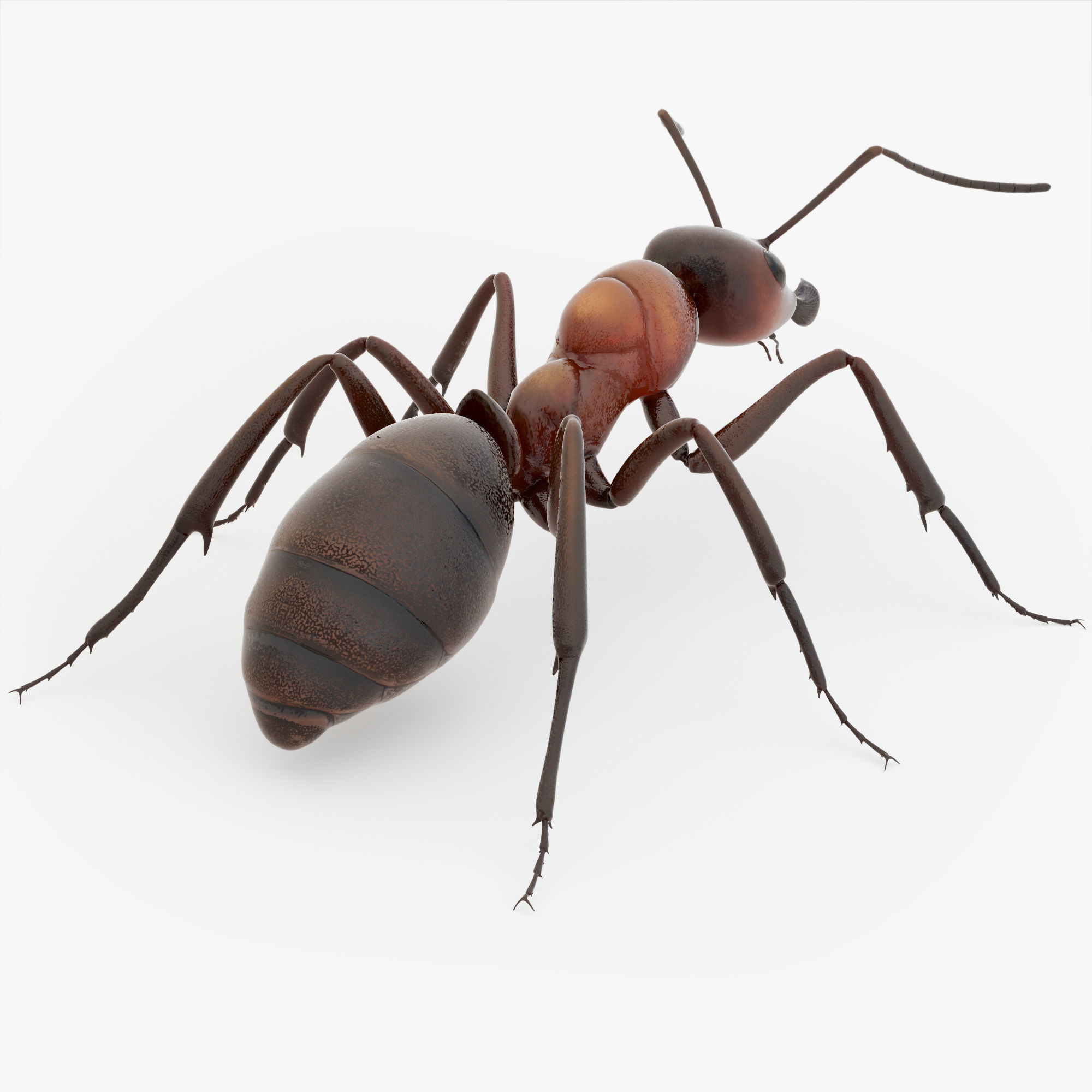 Animated Ant 3D model Low-poly 3D model_17
