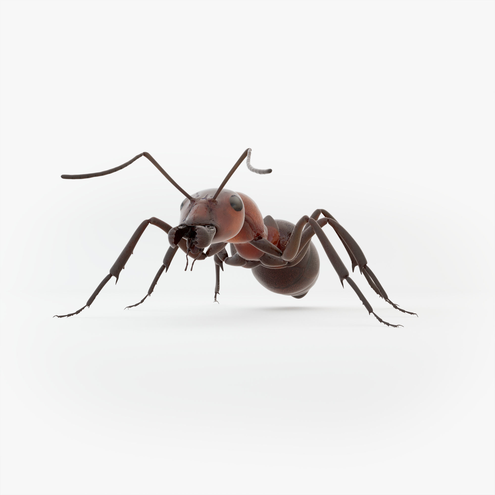 Animated Ant 3D model Low-poly 3D model_15