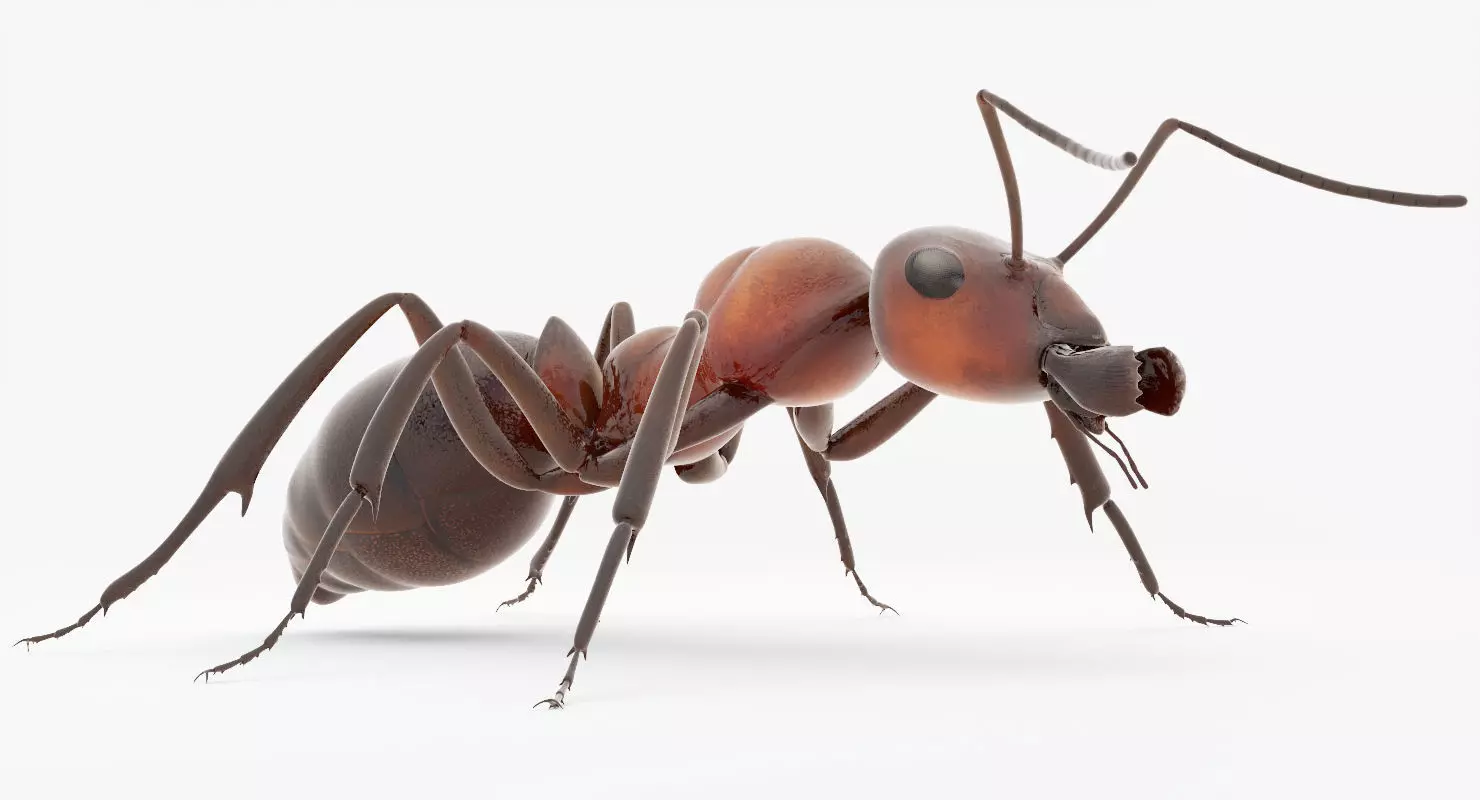 Animated Ant 3D model Low-poly 3D model_0