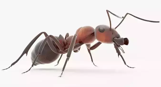 Animated Ant 3D model Low-poly 3D model