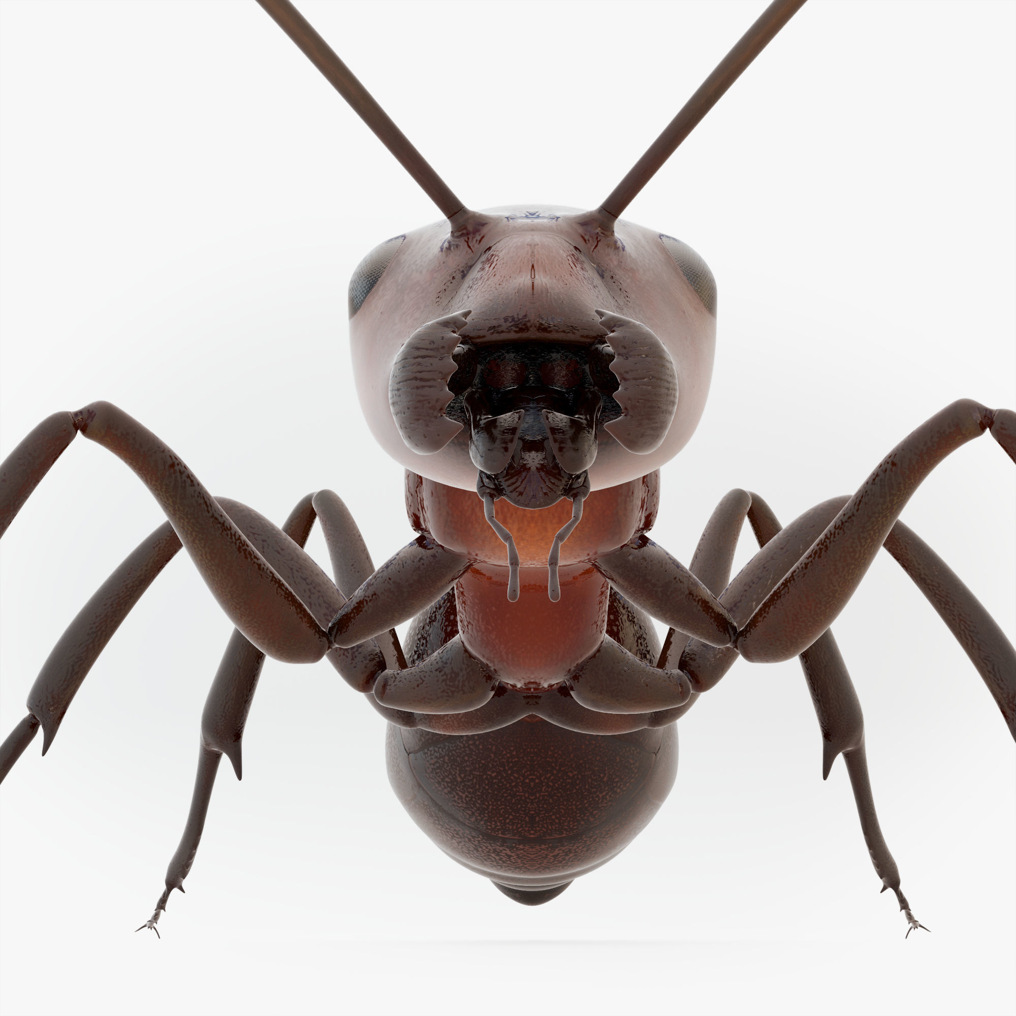Animated Ant 3D model Low-poly 3D model_16